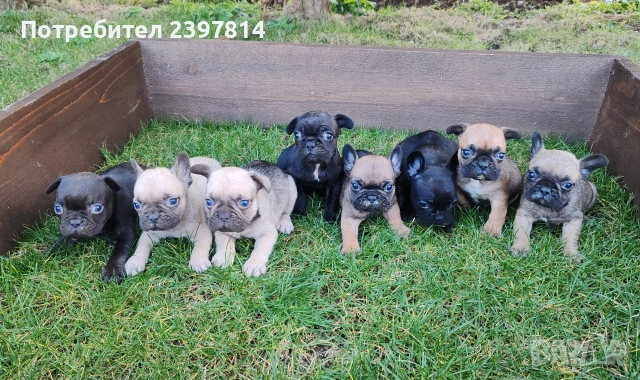 Френски булдог , снимка 4 - Френски булдог - 53832556