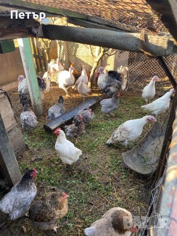 Продавам пуйки, снимка 2 - Кокошки и пуйки - 52927301