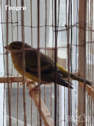 Продавам канарчета, снимка 4 - Канари - 51863467