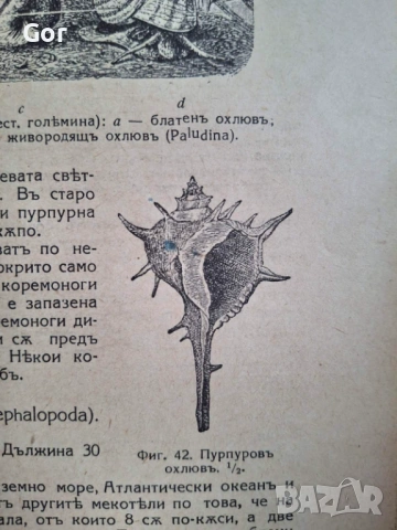 100-годишна антикварна ценност: „Зоология“ (1926) – Изд. Хр. Г. Данов, снимка 3 - Нумизматика и бонистика - 53723683