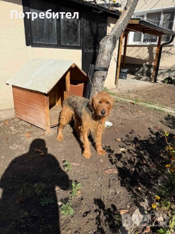 Ловно куче барак 