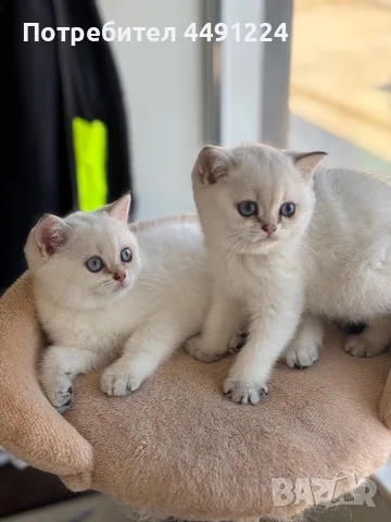 Британски котета , снимка 8 - Чинчили - 56102990
