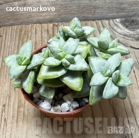 Crassula rupestris ‘Rosary Vine’, снимка 1 - Стайни растения - 48124871