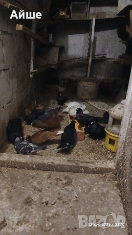 Паламарски гълъби, снимка 4 - Гълъби - 53065726