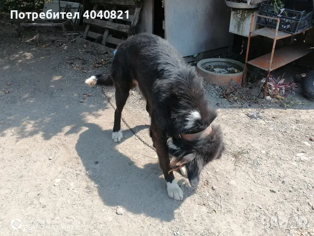 Подарявам куче,мелез м/у Алабай и Каваказка овчарка, снимка 2 - Каракачанска овчарка - 55664759
