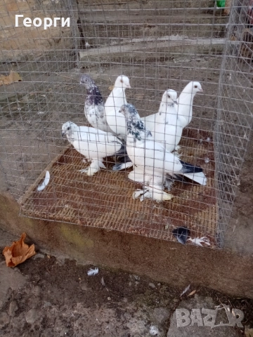 Гащати Унгарци , снимка 2 - Гълъби - 51733698