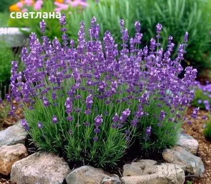 купувам връзки лавандула сорт карловка и юбилейна