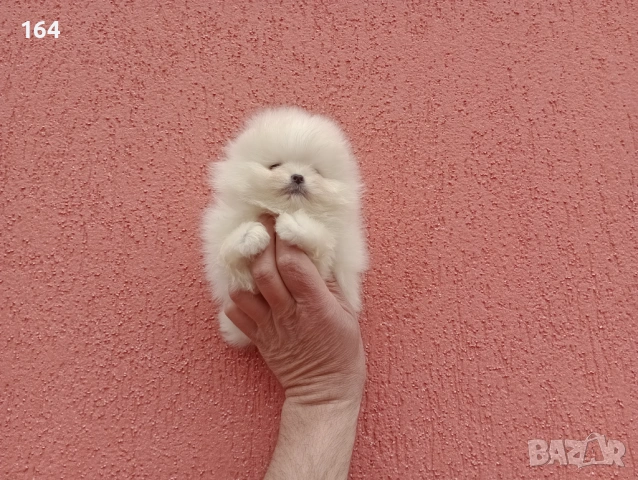 Мини Померани. Реални снимки !!! , снимка 2 - Померан - 53859129