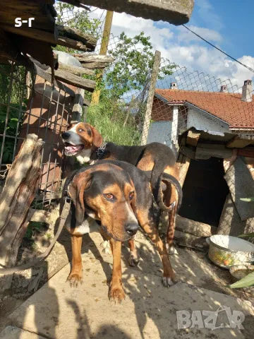 Продавам мъжко гонче, снимка 8 - Гонче - 56401301