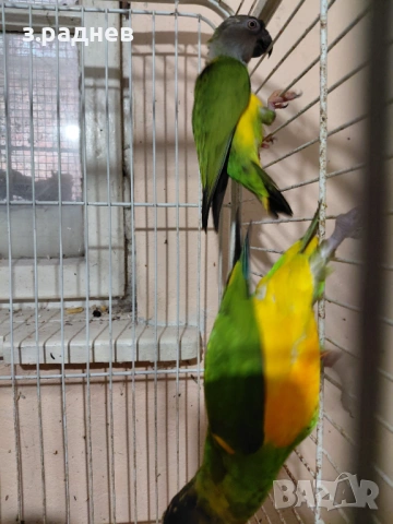 Двойка сенегалски папагали, снимка 3 - Папагали - 53627458