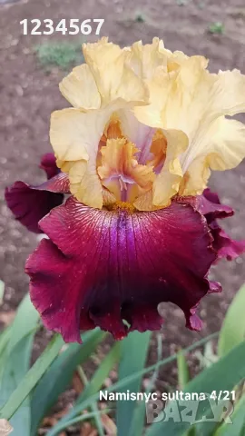 Сортови ириси високи брадати ириси Ризоми