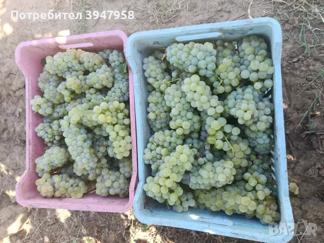 Продавам Мускат отонел и Ркацител, снимка 2 - Буркани, бутилки и капачки - 56255129
