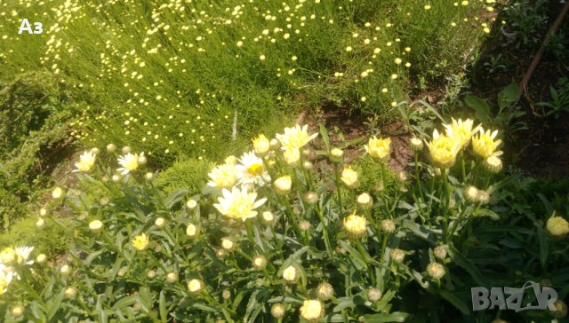 Продавам цветя Градинска маргарита – бяла и жълта, разсад, снимка 12 - Разсади - 44297106