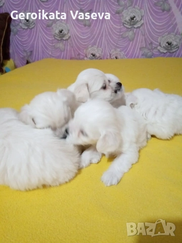 мини малтийски болонки, снимка 2 - Болонка - 53255121