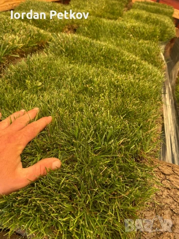 Тревен чим, снимка 5 - Градински цветя и растения - 50994606
