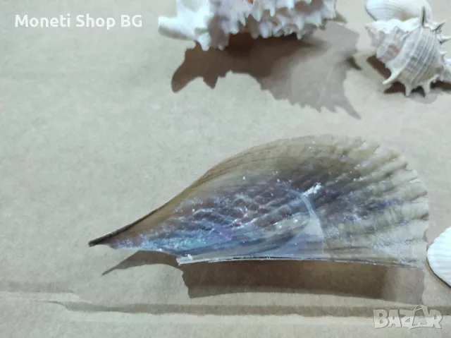 Океански дарове, снимка 7 - Други ценни предмети - 48933786