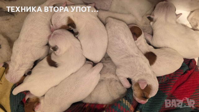 Джак ръсел териер родени на 29.11.25, снимка 2 - Джак ръсел териер - 52606975