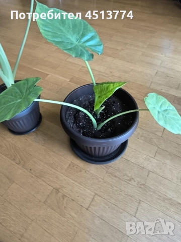 Трилистници, снимка 3 - Стайни растения - 51698707