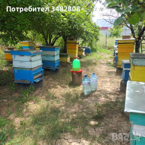 Пчелни семейства( кошери), снимка 5 - За пчели - 40917621