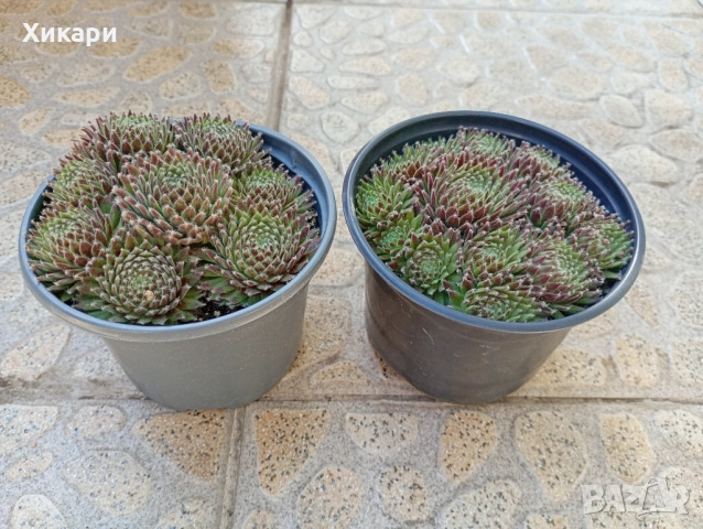 Семпервивум - дебелец  , снимка 5 - Градински цветя и растения - 52001936