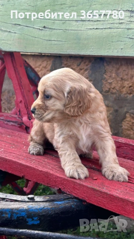 Кокер шпанол, снимка 4 - Кокер шпаньол - 53756364