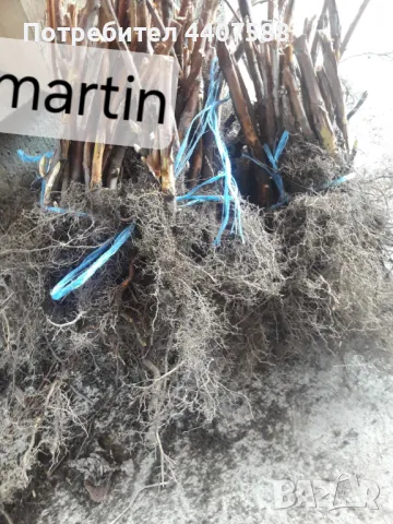 Расзад малини , снимка 5 - Разсади - 49498256