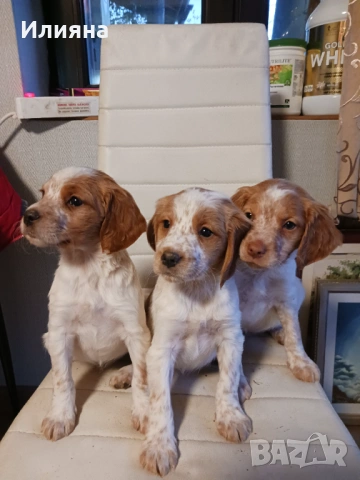 Бретон шпаньоли на 2 месеца, снимка 5 - Бретон шпаньол - 53196614