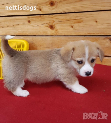 Кралска порода Уелско Корги Пембрук, снимка 14 - Други - 50062470