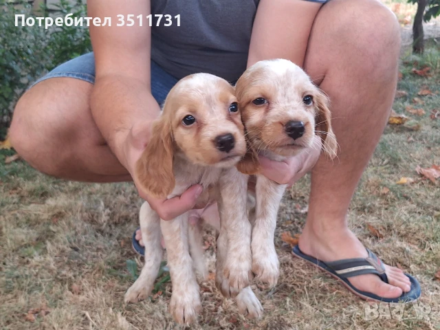 Бретон шпаньол/ Еспаньол бретон 