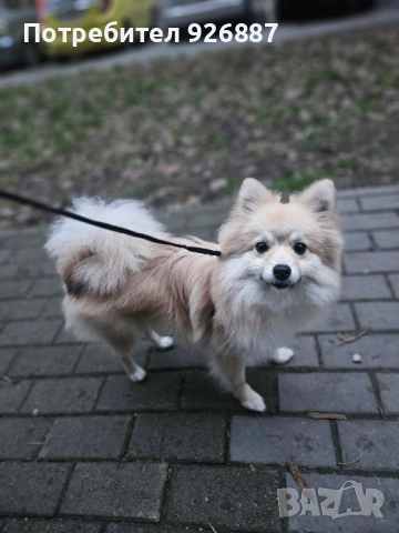 Мъжки померан мини шпиц, снимка 4 - Шпиц - 53343678