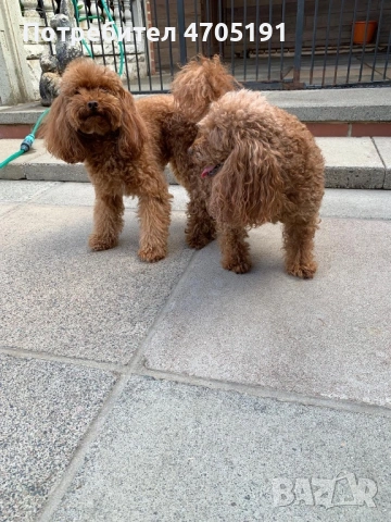 Изключително малък, чистокръвен и красив Той Пудел за разплод, снимка 2 - Пудели - 53056503