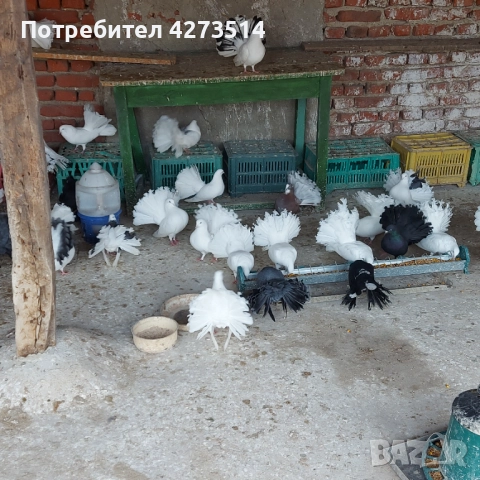 Продавам гълъби Финерлии - бели, сиви и пъстри, снимка 5 - Гълъби - 52268397