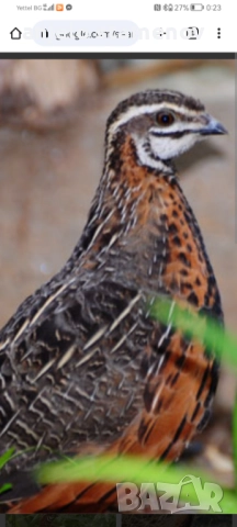 Арлекин пъдпъдък, снимка 4 - други­ - 52924120