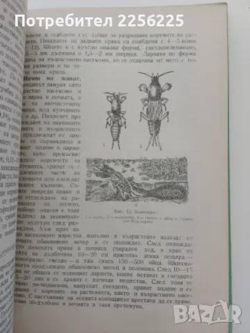 "Болести и неприятели по зеленчуковите култури", снимка 3 - Специализирана литература - 47384336