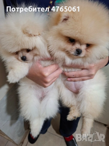 Померан малък шпиц момичета, снимка 7 - Померан - 53839680