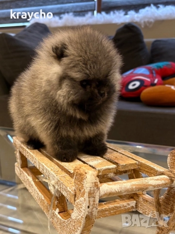 Померан мъжки