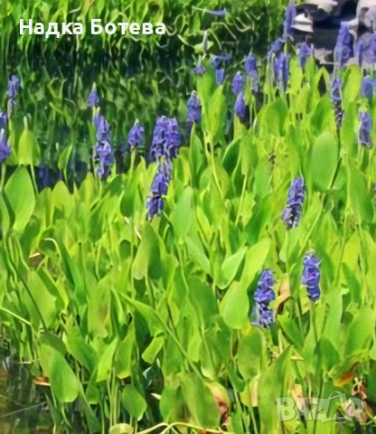 Воден зюмбюл, снимка 4 - Градински цветя и растения - 53474191