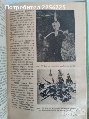 "Болести по тютюна", снимка 4 - Специализирана литература - 44679921