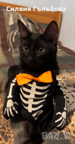 ЕНРИКЕ ИГЛЕСИАС – РИКИ ТЪРСИ СВОЯ ДОМ , снимка 4 - Други - 52301996