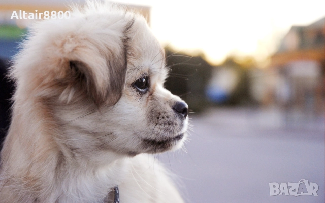 Nikon D3000 фотоапарат + два обектива и аксесоари Никон, снимка 14 - Фотоапарати - 52813773