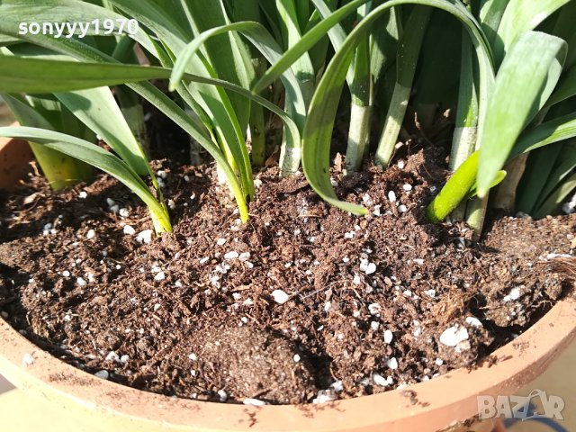 КОКИЧЕТА ЗА МОМИЧЕТА 2002241148, снимка 4 - Градински цветя и растения - 44383329