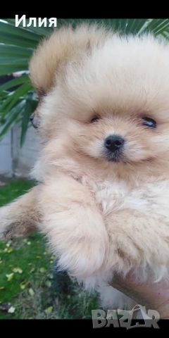 Продавам померани , снимка 7 - Померан - 52681233