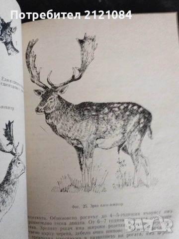 Подборен отстрел на едрия дивеч / Н.Ботев, И.Колев,П.Драгоев , снимка 4 - Специализирана литература - 53475650