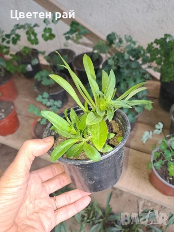 Топ карамфил , снимка 4 - Градински цветя и растения - 51641906