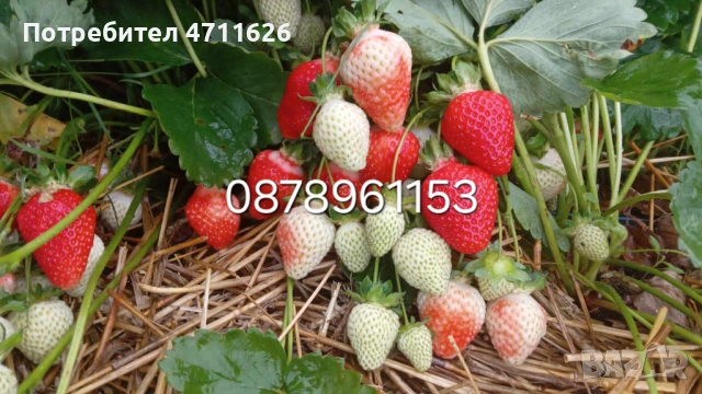 Разсад ягоди , снимка 4 - Разсади - 53290179