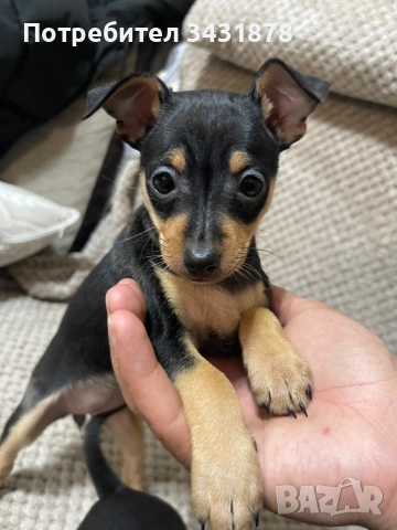 Продавам чихупинчери на 2 месеца , снимка 5 - Чихуахуа - 53702366