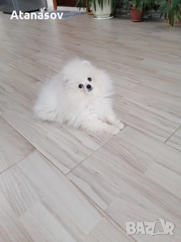 Померан Померанче, снимка 3 - Померан - 53469766