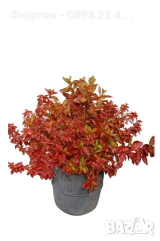 Вайгела Огнени крила/ Weigela florida 'Wings of Fire', снимка 7 - Разсади - 40954335