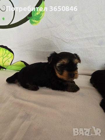 мини йоркширски териер, снимка 5 - Йоркширски териер - 53464061
