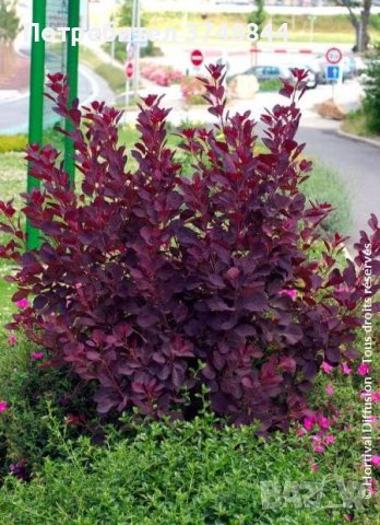 Червена Смрадлика (Cotinus coggygria 'Royal Purple'), снимка 8 - Разсади - 40979101